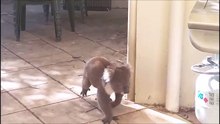 Ce koala fait irruption dans une maison et découvre un chien. Leur réaction est adorable !