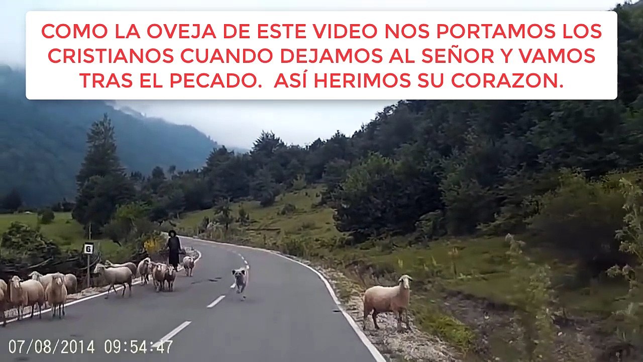 OVEJA REBELDE ATACA PASTOR