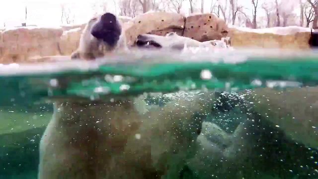 Polar bears play fighting