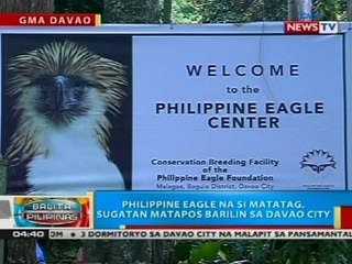 BP: Philippine Eagle na si Matatag, sugatan matapos barilin sa Davao City