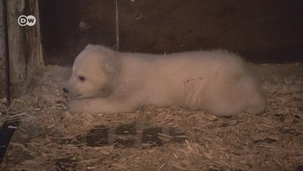 Após 10 mil sugestões, nome de urso polar é escolhido em Berlim