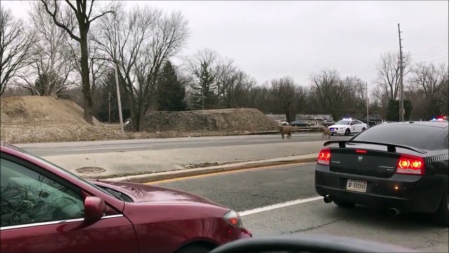 Une course-poursuite trépidante entre la police et... des mini poneys!