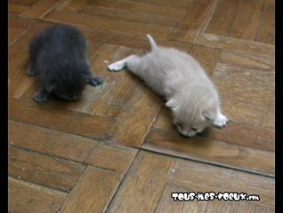 La grande évasion des chatons - joyeux anniversaire, carte anniversaire animée
