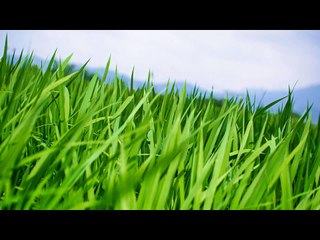 COLAJ CANTARI NICU WAGNER - SELECTIE SPECIALA