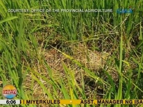 UB: Ekta-ektaryang palayan sa Isabela, pinepeste ng mga daga
