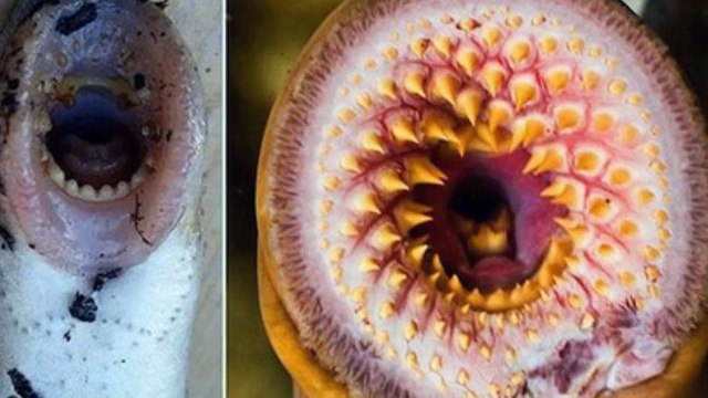 5 COISAS BIZARRAS QUE CAÍRAM DO CÉU