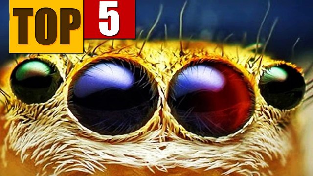 5 COISAS BIZARRAS QUE JA ACONTECERAM NO PLANETA