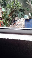 Meu cão sedento de fome