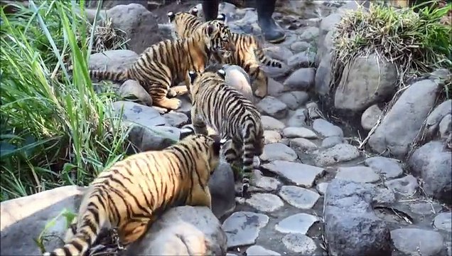 Salvador: des tigres du Bengale, 45 jours apres leur naissance