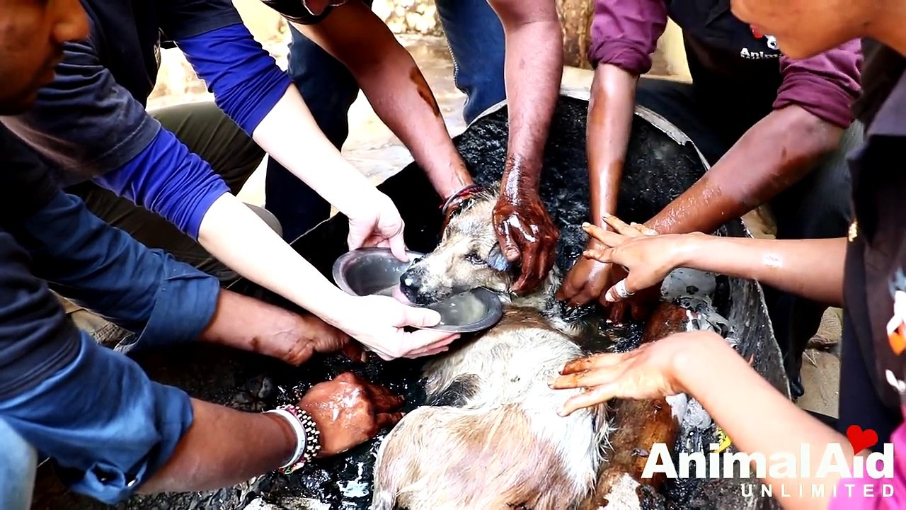 Sauvetage d'un chien recouvert de goudron
