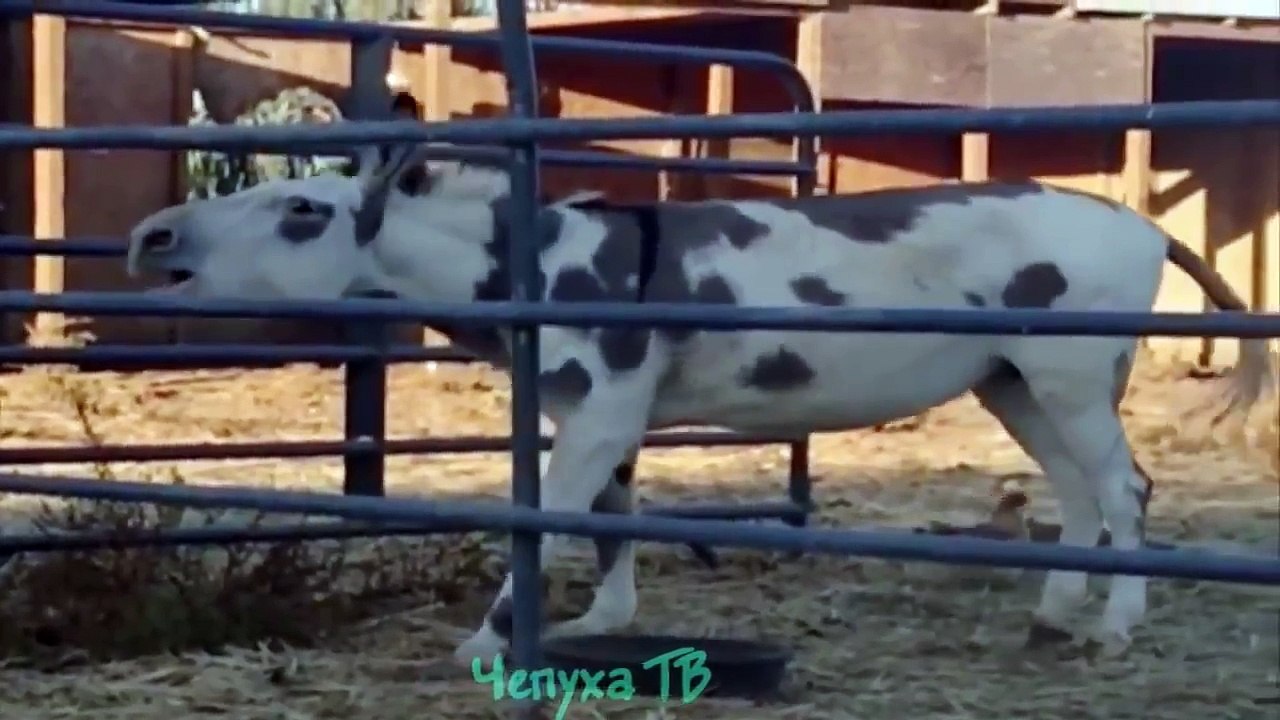 Приколы с животными.Животные отжигают. Лучшая подборка приколов с животными Хит2016