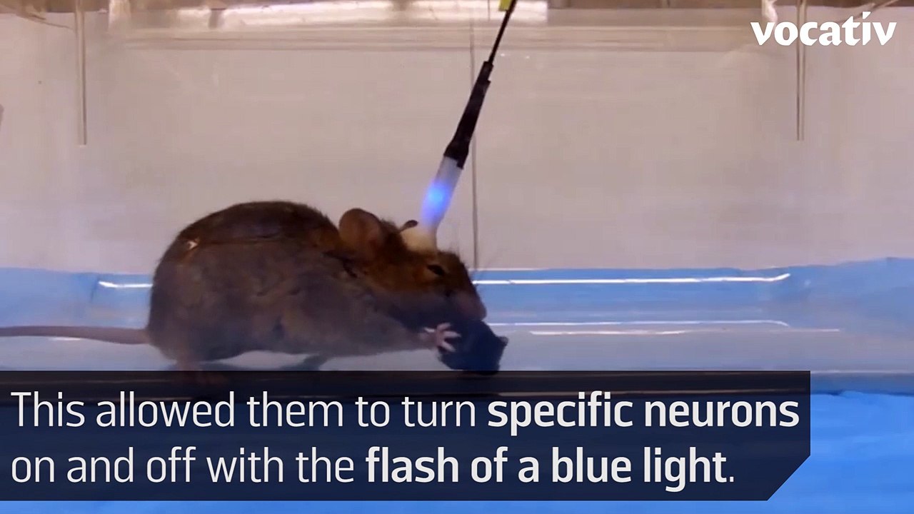 Turn Cute Mice Into Killers With The Flip Of A Switch