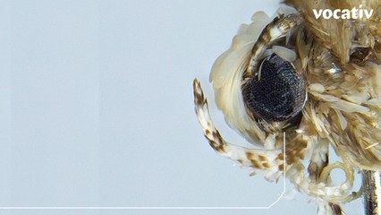 New ‘Donald Trump Moth’ Has Golden Hair And Tiny Genitals