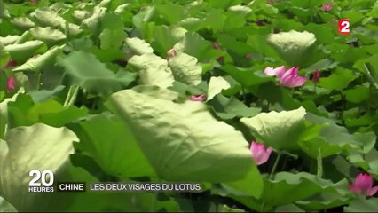 Chine : les deux visages du lotus