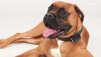 Science Promises to Let You Know What Your Dog is Thinking