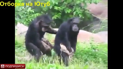 САМАЯ ЛЮТАЯ ПОДБОРКА ПРИКОЛОВ ЗА  2016 ЛУЧШИЕ ПРИКОЛЫ 2015!!
