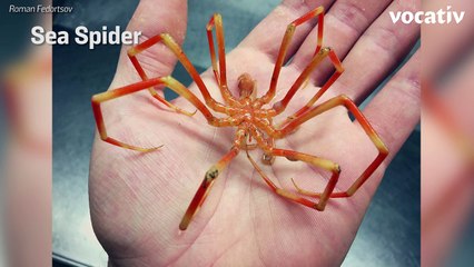 These Sea Creatures Will Give You Nightmares