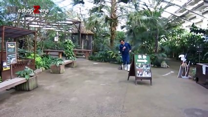 Мега подборка приколов с пингвинами Funny penguin