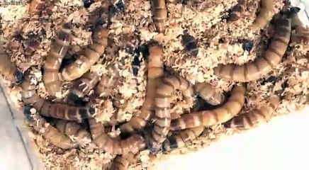 اتحداكم تقدرو تكملوا الفديو للاخر خصوصا البنات