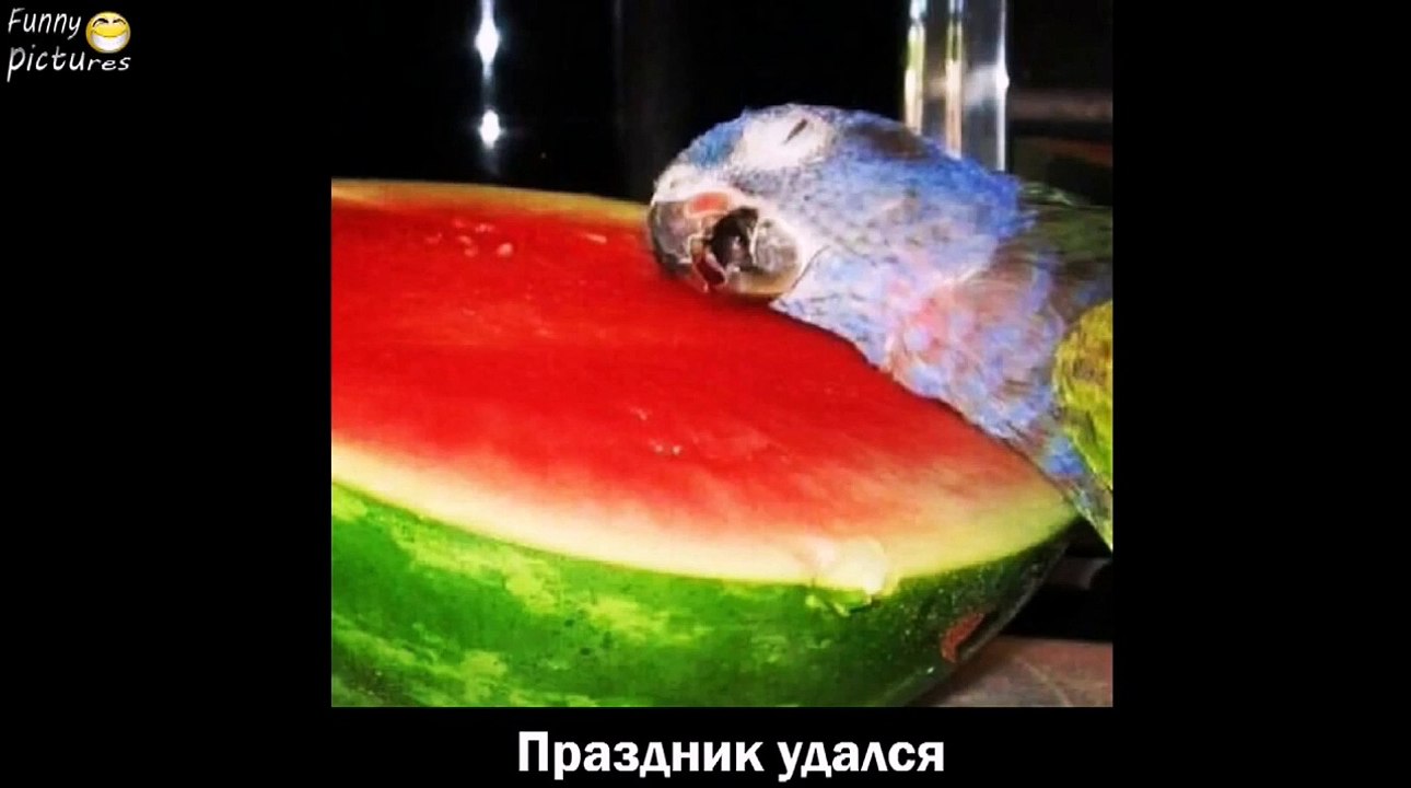 Приколы Лучшие ПРИКОЛЫ