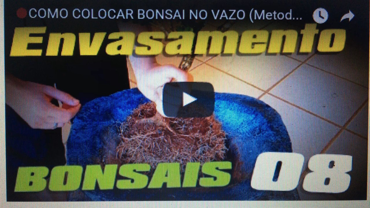 COMO COLOCAR BONSAI NO VAZO (Metodo de Lavagem) - BonsaiCurso #06