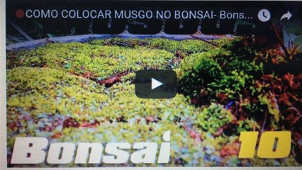 COMO COLOCAR MUSGO NO BONSAI- BonsaiCurso #08