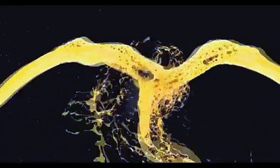 Любовь между котом и собакой!