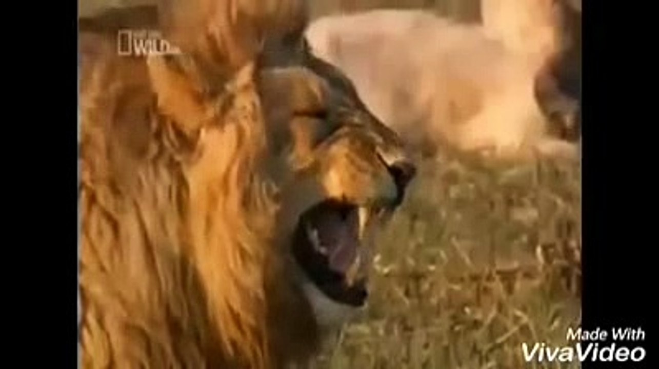PAPAI EU QUERO ME CASAR!