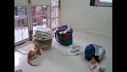 ТОП видео ДНЯ ПОПУГАЙ ГОНЯЕТ КОТИКОВ смешные животные