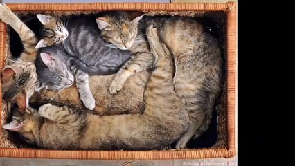 СВЕЖИЕ ПРИКОЛЫ С КОШКАМИ 2014