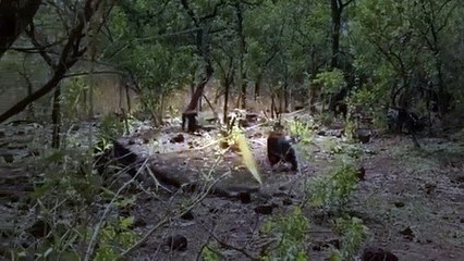 Nature Is Brutal: Chimps Savagely Murder And Cannibalize Former Alpha Male Who Tried To Rejoin The Tribe!