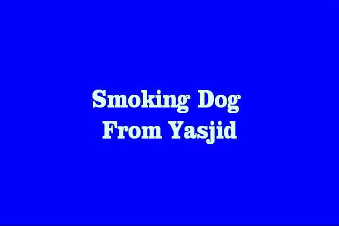 Sad Dog with Smoking