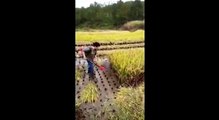 Как в Китае рис собирают