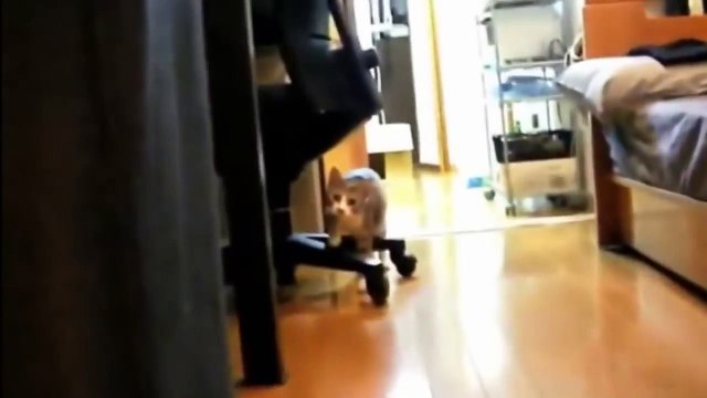 ЛУЧШИЕ ПРИКОЛЫ с котами 2017 Самые смешные видео про кошки и коты Подборка приколов на канале Андр