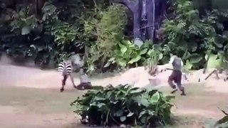 Chinese zookeeper is viciously attacked by a zebra
