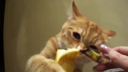 Ютуб приколы  с животными 2014