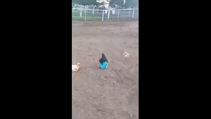 Galo de kalsa ao som de teclado lindinho 2009.mp4