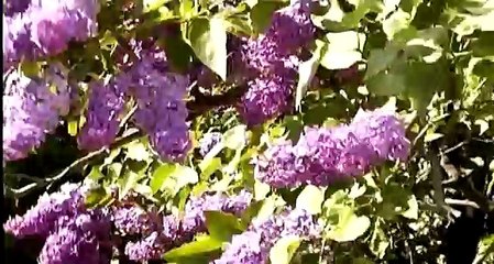 Одна любовь души моей 3 серия из 10 2007