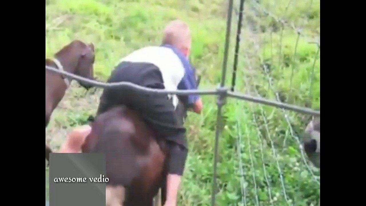 Funny Vedio Goat Funny Animal Clips  Funny Dog Vedio Goat And Dog Best Funny Clip With Human