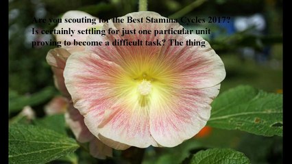 Best Stamina Cycles reviews