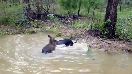 Kangaroo Drowns a Dog! (SHOCK) - DoggyMan