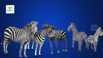 Finger Family Zebra Animal Finger Family Songs | Zebra Finger Family Nursery Rhymes For Children