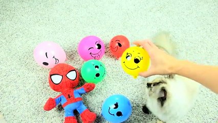 Baby Spiderman Finger Family Song with REAL Cute Cat Balloons Learn Colors