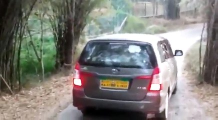 Lion Attack Car in Bannerghatta National Park, Bengaluru