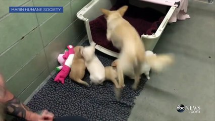 Retrouvailles entre une chienne et ses 4 chiots !