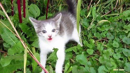 Ce chaton se hérisse en voyant un humain pour la première fois