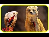 Male Leopard killing Eagle to save Black Mamba Snake   Eagle attack Mamba snake