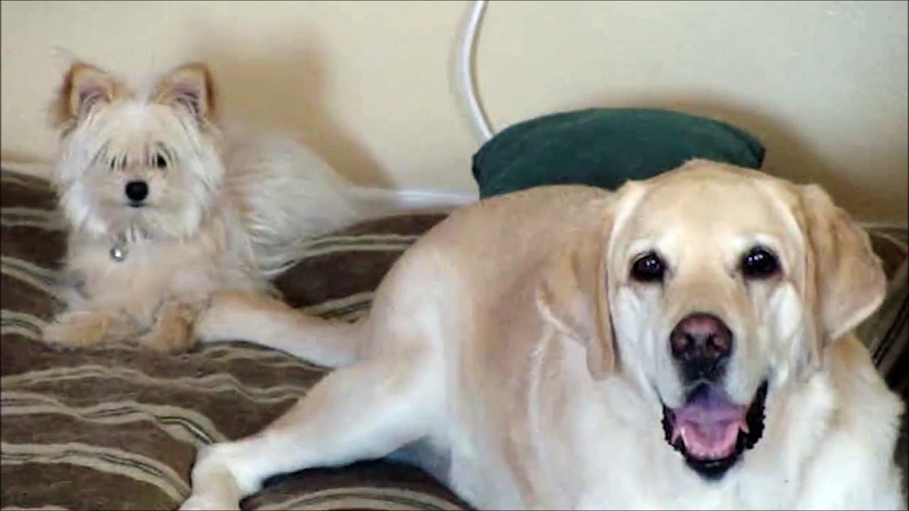 Quand ton pote te met des baffes sans s'en rendre compte... Pauvre chien