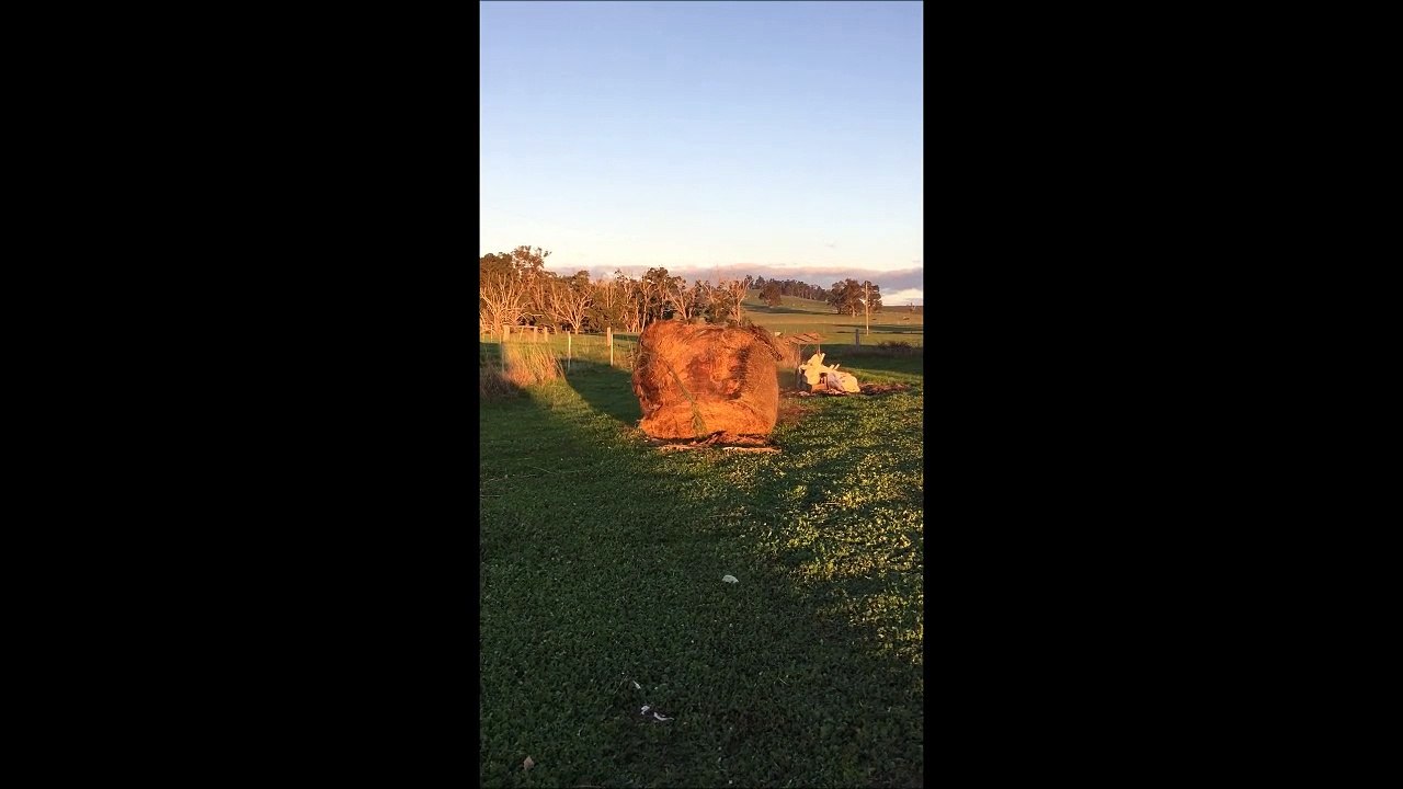 Un ballot de paille hanté qui bouge tout seul...