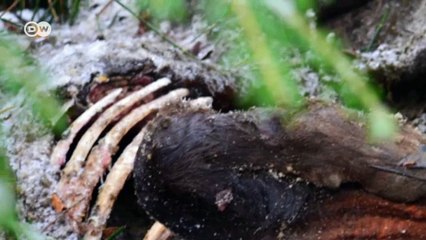 Rumänien: Rückkehr der Wisente | Fokus Europa